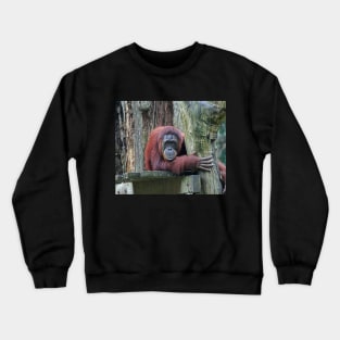 Bornean Orangutan Crewneck Sweatshirt